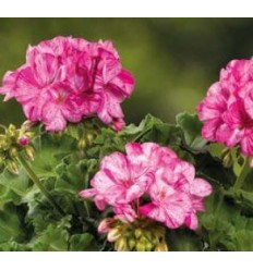 PELARGONIJAS GRANDEUR PEPPERMINT ROSE