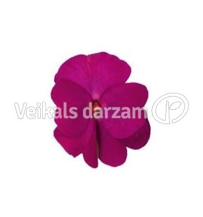 SPRIGANE MAGNIFICO HOT PINK