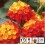 LANTANA EVITA RED