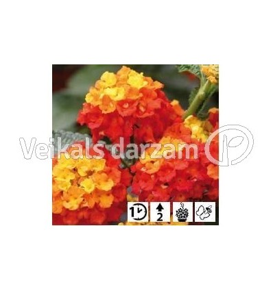 LANTANA EVITA RED