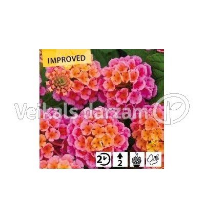 LANTANA EVITA ROZE