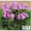 PELARGONIJAS GRANDEUR DARK LAVENDER