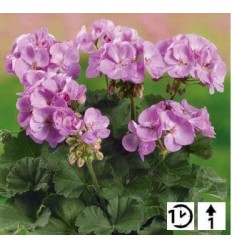 PELARGONIJAS GRANDEUR DARK LAVENDER