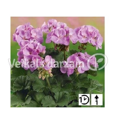 PELARGONIJAS GRANDEUR DARK LAVENDER