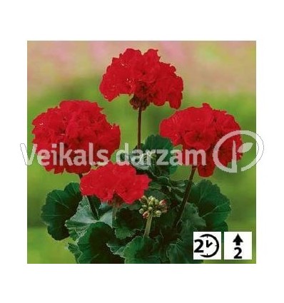 PELARGONIJAS GR. DARK VELVET RED