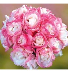 PELARGONIJAS GR. DECO APPLEBLOSSOM