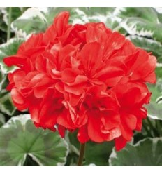 PELARGONIJAS DECO WILHELM LANGGUTH