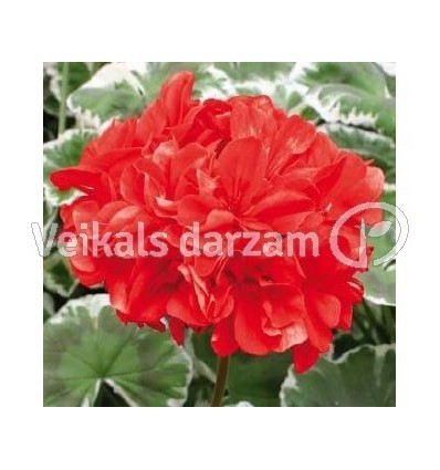 PELARGONIJAS DECO WILHELM LANGGUTH