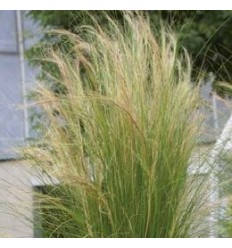 STIPA PONYTAILS