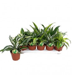 DRACENA DRAGON MIX 12Ø22H