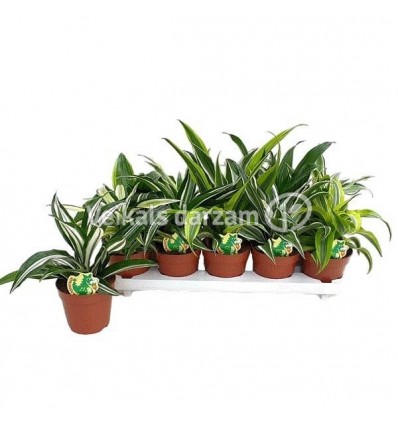 DRACENA DRAGON MIX 12Ø22H