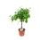 FIKUSS (FICUS ELASTICA) MIX 17Ø60H