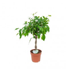 FIKUSS (FICUS ELASTICA) MIX 17Ø60H