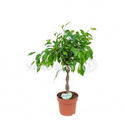 FIKUSS (FICUS ELASTICA) MIX 17Ø60H