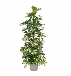 ŠEFLERA (SCHEFFLERA) DALTON 21Ø105H