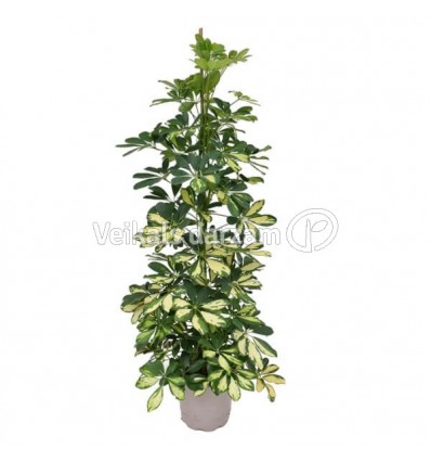 ŠEFLERA (SCHEFFLERA) DALTON 21Ø105H