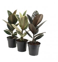 FIKUSS (FICUS BEN.) EXOTICA 17Ø60H