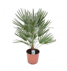 HAMEROPSIS (CHAMAEROPS HUMILIS) 24Ø90H