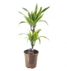 DRACENA LEMON LIME 17Ø65H