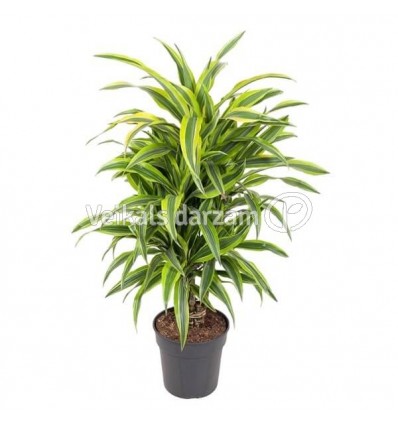 DRACENA LEMON LIME BRANCHED 24Ø100H