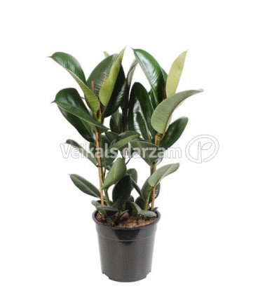 FIKUSS (FICUS ELASTICA) ROBUSTA 27Ø90H