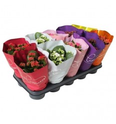 KALANHOJA ROSE FLOWERA MIX 12Ø25H