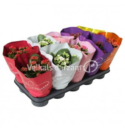 KALANHOJA ROSE FLOWERA MIX 12Ø25H