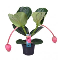 MEDINILLA FLAMENKO 17Ø55H