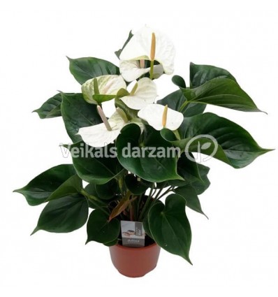 ANTŪRIJA (ANTHURIUM) ADIOS WHITE 17Ø55H