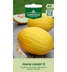 MELONES JAUNE CANARI 2