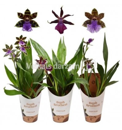 ORHIDEJA (ZYGOPETALUM LOUISENDORF) 12Ø45H