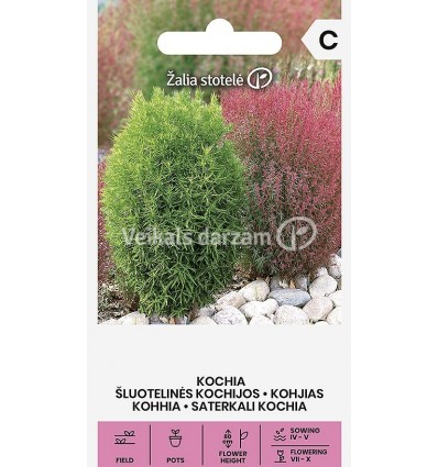 KOCHIA