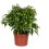 FICUS GREEN KINKY 12Ø27H