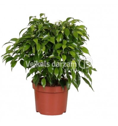 FICUS GREEN KINKY 12Ø27H