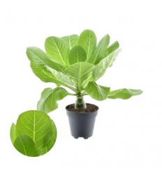 HAVAJU PALMA (BRIGHAMIA INSIGNIS) 12Ø22H