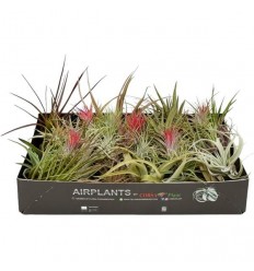 TILANDSIJA (TILLANDSIA) MIX 7Ø8H