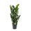 ZĀMIJA (ZAMIOCULCAS) LUCKY 21Ø85H