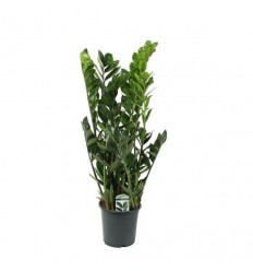 ZĀMIJA (ZAMIOCULCAS) LUCKY 21Ø85H