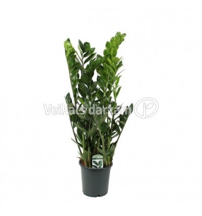 ZĀMIJA (ZAMIOCULCAS) LUCKY 21Ø85H