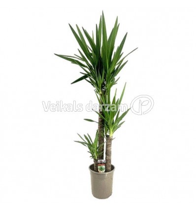 JUKA (YUCCA) 90-45-20 24Ø130H