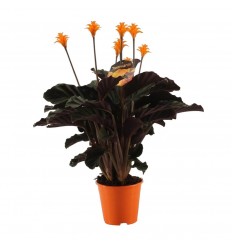 KALATEJA (CALATHEA CROCATA) 14Ø35H