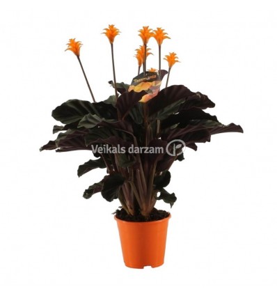 KALATEJA (CALATHEA CROCATA) 14Ø35H