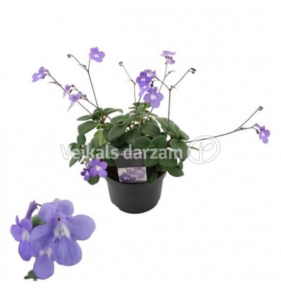 STREPTOKARPUS SAXORUM 13Ø25H