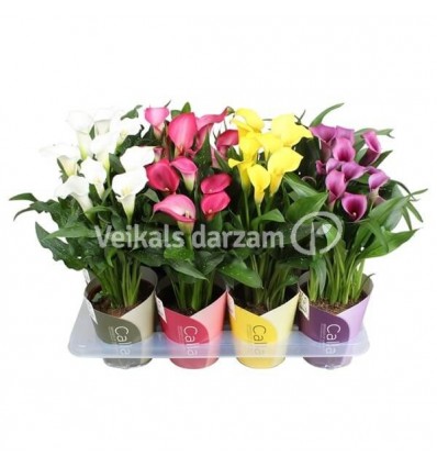 DIŽKALLA (ZANTEDESCHIA) MIX 13Ø40H