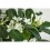 STEFANOTE (STEPHANOTIS FLORIB.) 12Ø 40H