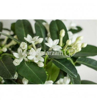 STEFANOTE (STEPHANOTIS FLORIB.) 12Ø 40H