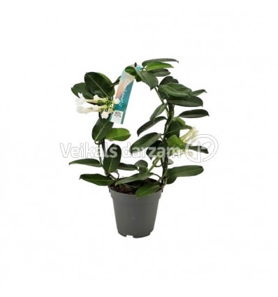 STEFANOTE (STEPHANOTIS FLORIB.) 12Ø 40H