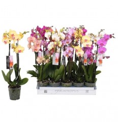 FALENOPSIS (PHALAENOPSIS) 3ST 12Ø60H