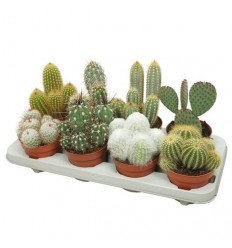 KAKTUSS (CACTUS) MIX 12Ø15H