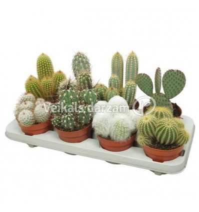 KAKTUSS (CACTUS) MIX 12Ø15H